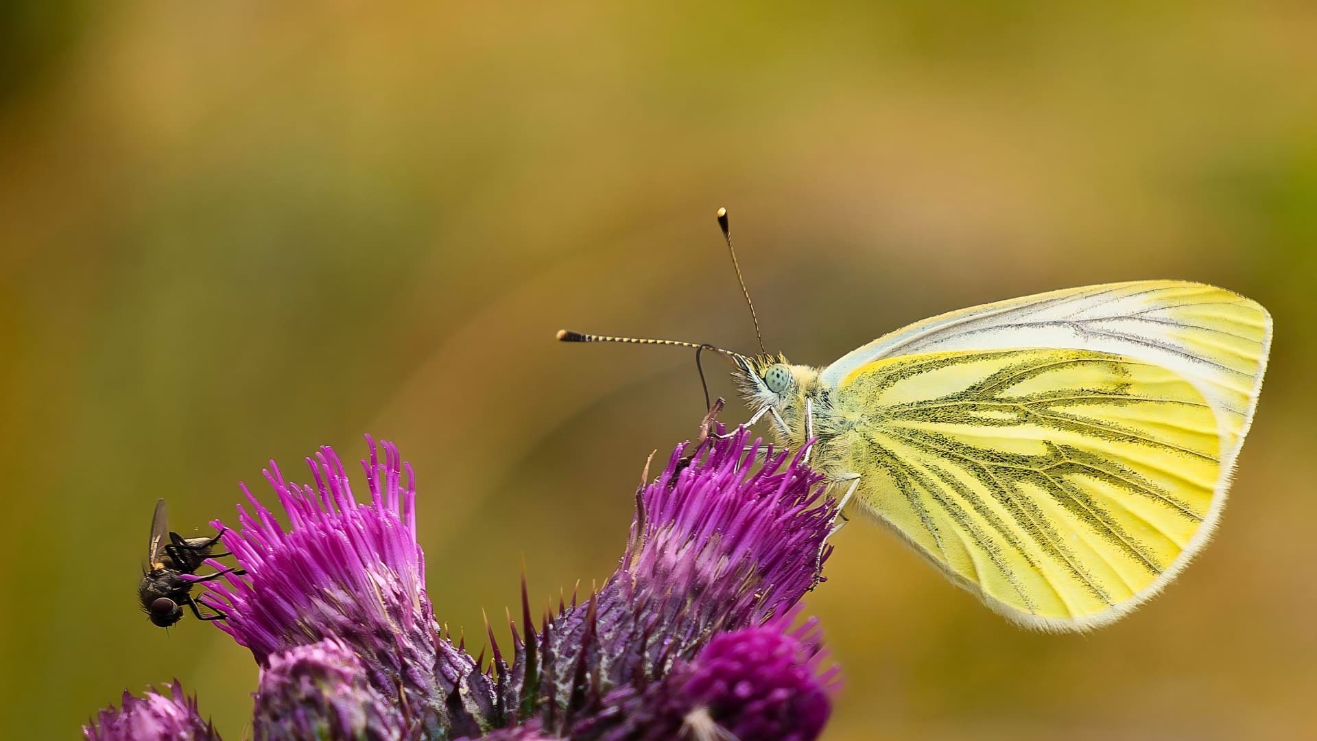 A white butterfly feeding on thistle flowers with a soft meadow background