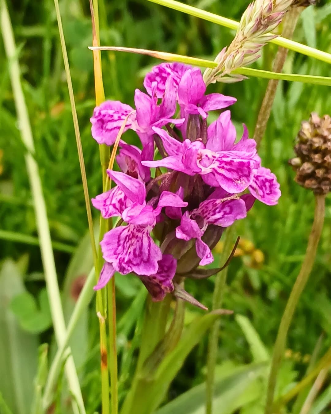 Close-up of a native pink wildflower growing in grassland
